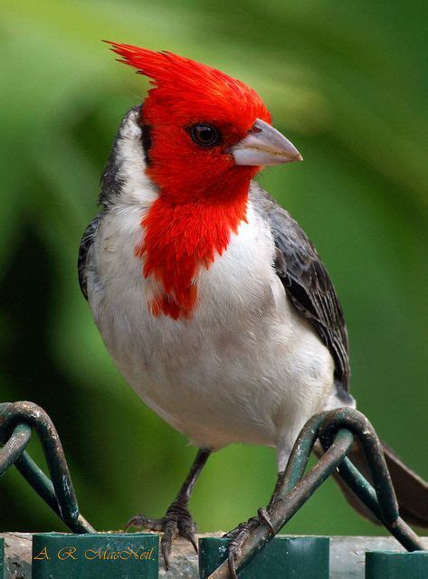 Red Crested Cardinal Maui Hawaii Kinds Of Birds All Birds Little