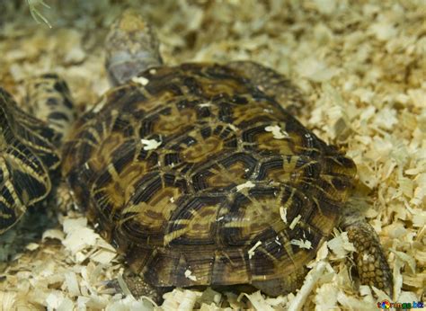 We did not find results for: Chinese softshell turtle elastic turtle reptile № 11083