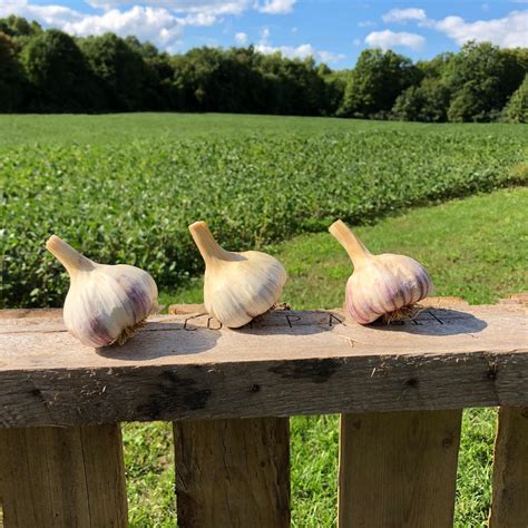 Garlic 1 Lb Beetbox Co Op Farm