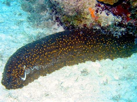 Longevity sea cucumber is used in chinese medicine to increase longevity, but there are no clinical data to support this use. Sea Cucumber - "OCEAN TREASURES" Memorial Library
