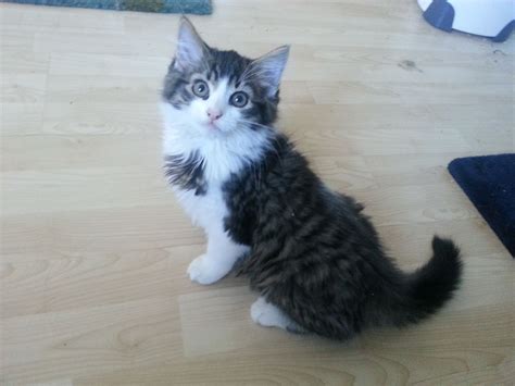 Collection by kitty in ny. Beautiful long haired tabby and white male kitten. | Leeds ...