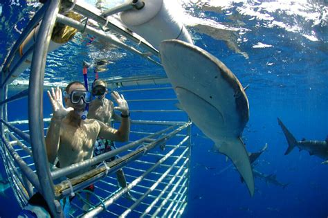 North Shore Shark Cage Diving Adventure Tours Hawaii