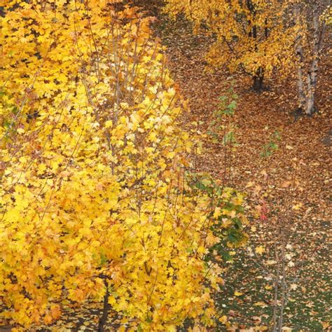Autumn Tree Stock Image Image Of Maple View Leaf Foliage 34744063
