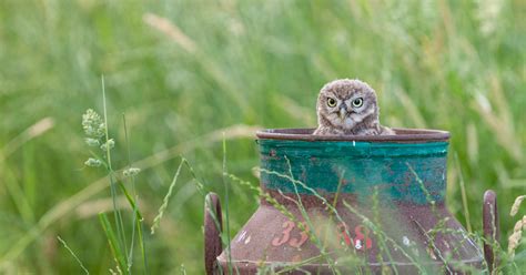 5 Adorable Baby Owl Photos That Itd Be Nice For You To Show Us For A
