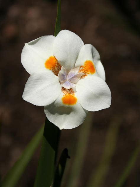 African Irises Hgtv