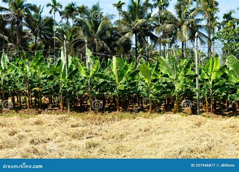 Multiple Cultivation Paddy Tapiocaplantain Coconut And Areca Nut