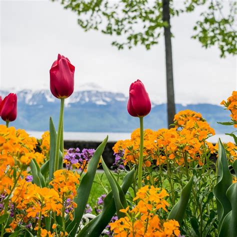 Tulips And Flowers In Beautiful Switzerland Travel And Home