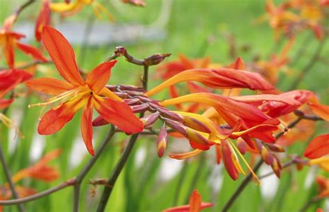 Hier lernen sie alles über die pflege von montbretien in beet oder kübel. Crocosmia x crocosmiiflora - Garten-Montbretie › PflanzenReich