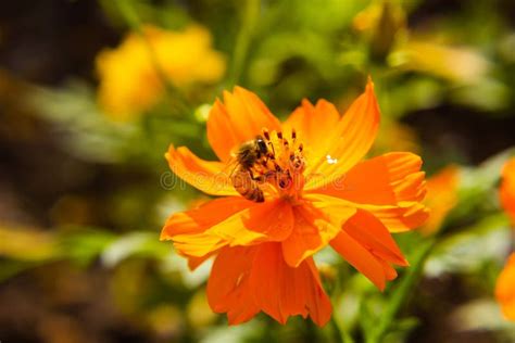 Mexican Aster Orange Flower Are Blooming In The Garden Stock Image