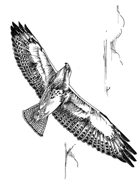 Hawk coloring pages. Download and print Hawk coloring pages
