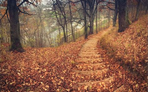 Nature Landscapes Trees Forest Path Stairs Tracks Roads Leaves Autumn