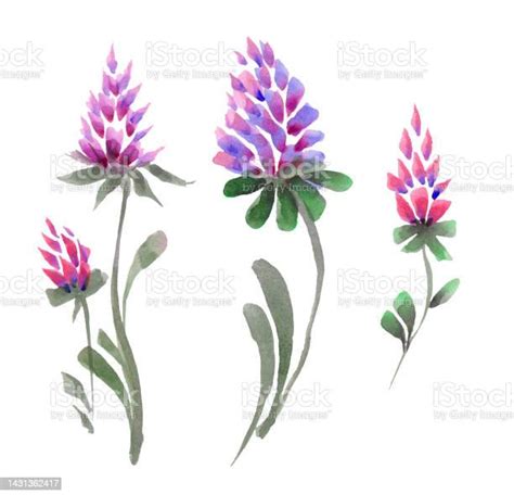 Aquarell Lila Blumen Clipart Florale Cliparts Stock Vektor Art Und Mehr