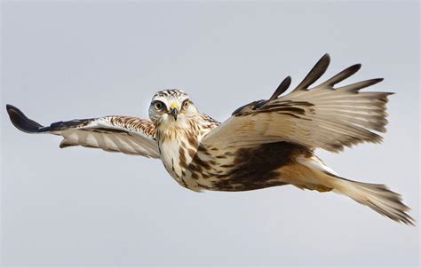 Photographing Raptors In Flight — Ron Dudley Bird Photography Tips