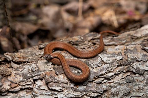 Red Bellied Snake Reptiles And Amphibians Of Mississippi