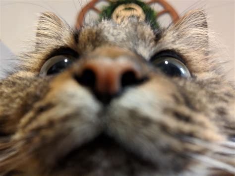 An Extra Close Selfie Of My Cat Syntax Syntax Pictures Of You Cat Pics Selfie Extra Cats