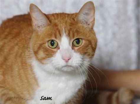 Most orange tabbies are mixed breed, rather than purebred. Tabby - Orange - Sam - Large - Senior - Male - Cat for ...