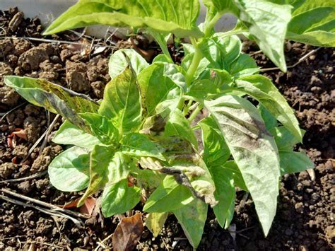 How To Deal With Basil Downy Mildew