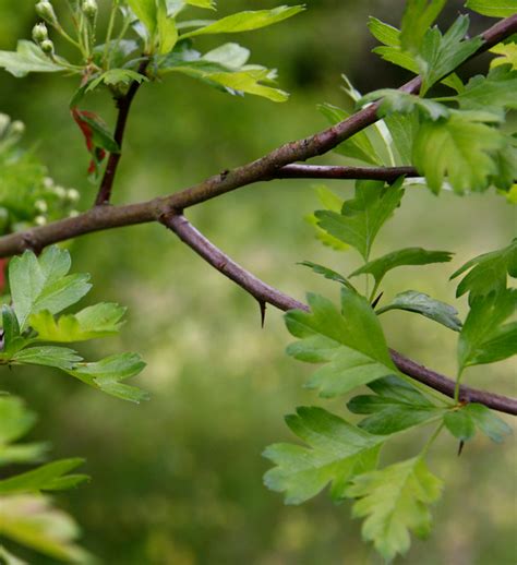 Tree Identification Crataegus Laevigata English Hawthorn