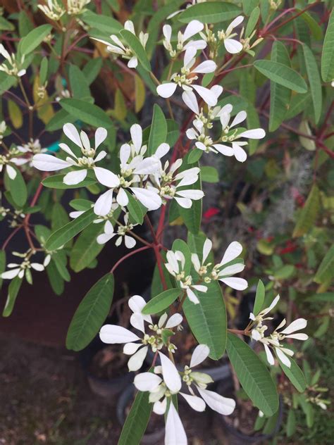 Fall because decay fungi spread their spores profusely in the fall and wounds seem to heal more slowly on fall on cuts, this is a good time to leave your pruning tools in storage. identification - What is this wiry plant with thin leaves ...