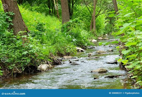 Little Stream In The Forest Stock Image Image Of Environment