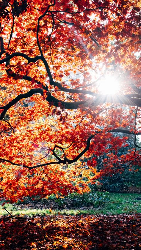 Autumn Wallpaper 4k Fall Maple Tree Fall Foliage Sunlight Nature
