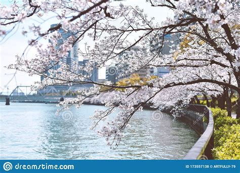 Beautiful Sakura Cherry Blossoms Pink Flower Blossoms Blooming In