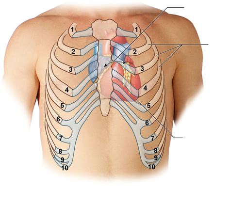 Heart In Rib Cage Diagram Quizlet