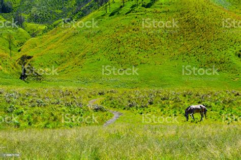 Scenic Green Grass Field View Of Rolling Countryside Green Farm Fields