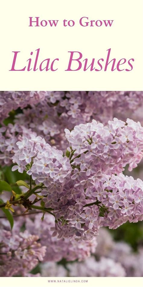 How To Grow A Lilac Bush For Beautiful Blooms In The Spring Natalie