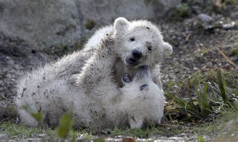 Are These The Cutest Polar Bear Cubs You Will See Today