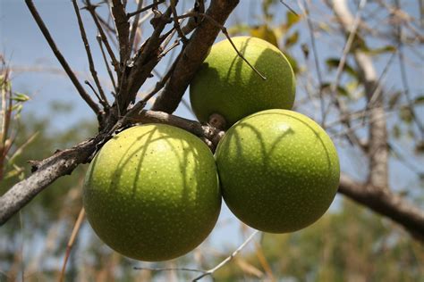 Kundaistreet Zimbabwean Tropical Fruit Trees Homeopathy Fruit