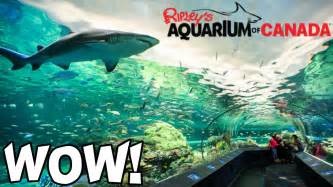 Amazing Ripley S Aquarium Footage Hd Toronto Canada Youtube