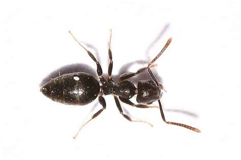 White Footed Ants Certified Pest Solutions