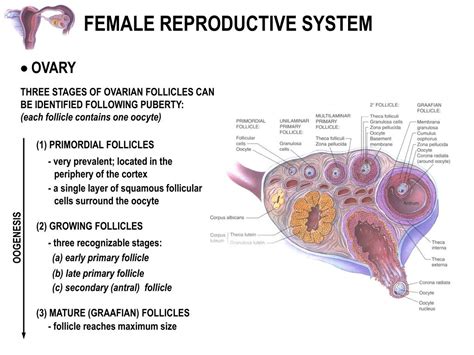 Ppt Histology Of Female Reproductive System Powerpoint