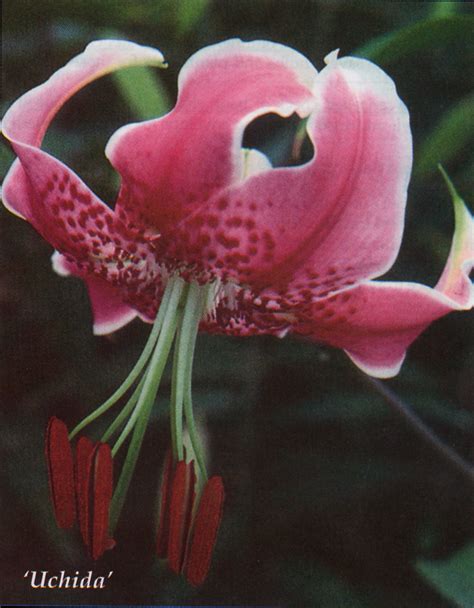 Lilium Speciosum Rubrum Uchida