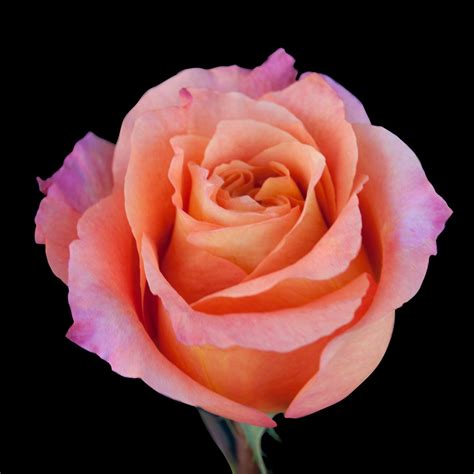 Rose 'free spirit', floribunda rose 'free spirit', cluster flower rose 'free spirit', rosa 'fryjeru'. Free Spirit rose