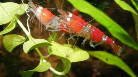 Interesting Facts About Shrimp