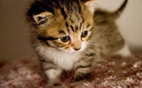 Baby Kitten Wallpapers Wallpaper Cave Printable Pictures