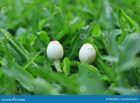 Close Up Of Two Little Wild White Mushrooms Growing On The Green Grass