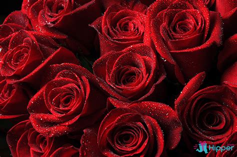 More images for image de couleur rouge » Le code des roses, signification de toutes les couleurs ...