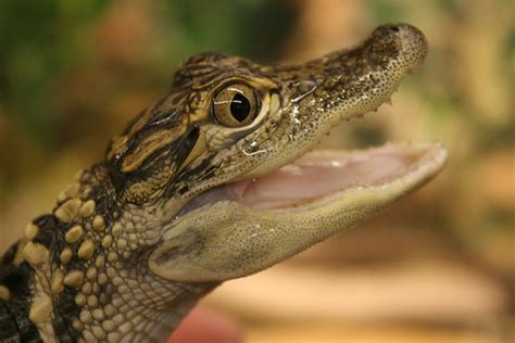 Baby Alligator Free Photo Download Freeimages