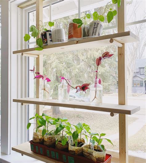 Diy Seed Starting Rack For Small Space Gardening Shifting Roots