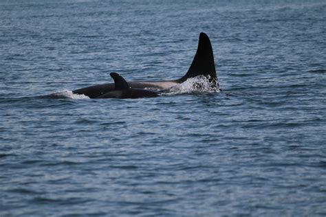 Baby Boom 5th New Orca Calf Spotted Off Bc Coast Ctv News