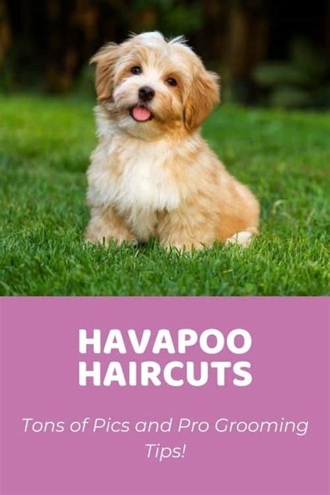 Top Havapoo Haircuts Lots Of Pics And Home Grooming Tips Doodle Doods