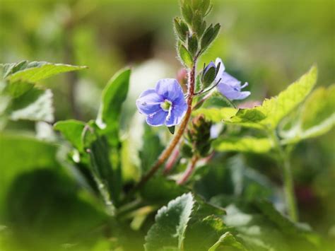 Speedwell Plant Care Tips For Growing Speedwell Flowers