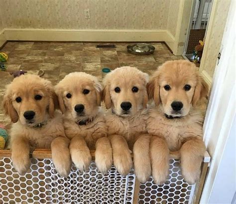14 Baby Golden Retriever Puppy Baby Cute Puppy Pictures