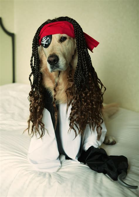 Maybe you would like to learn more about one of these? Homer, the Golden Retriever: Preparing for Halloween and ...