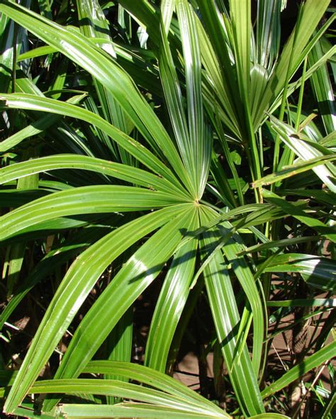 How To Care For Philodendron Congo Dengarden Home And Garden