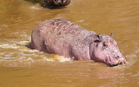 Rare Pink Hippo Spotted In Maasai Mara Kenya Geographic
