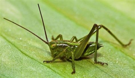 Cricket Insect Alchetron The Free Social Encyclopedia